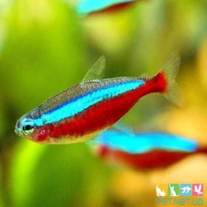 Рыбка. Аквариумная рыбка в Киеве. Купить рыбок для аквариума. Красный неон